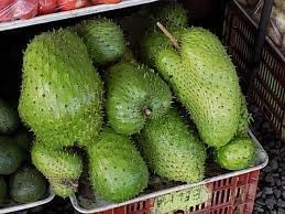 Giant soursop Annona muricata seeds for tropical wellness garden